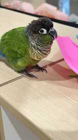Found Conure