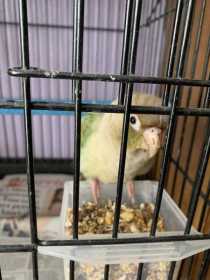 Found Conure