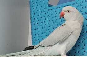 Found Indian Ringneck Parakeet