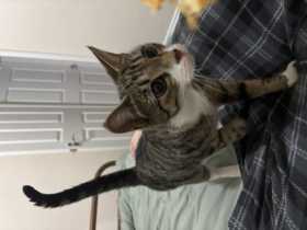 Found Cat