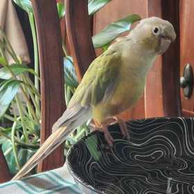 Found Conure