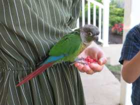 Found Conure Found Conure