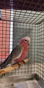 Found Galah Cockatoo