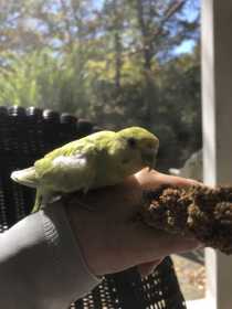 Found Budgerigar Found Budgerigar