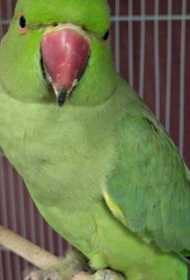 Found Indian Ringneck Parakeet