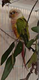 Found Conure