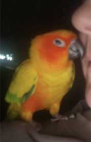 Found Conure