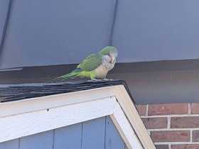 Found Quaker / Monk Found Quaker / Monk