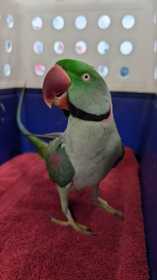 Found Alexandrine