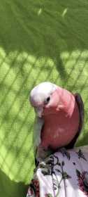 Found Galah Cockatoo