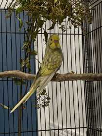Found Budgerigar