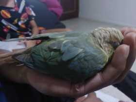 Found Conure