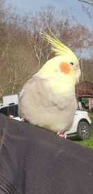 Found Cockatiel