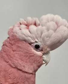 Found Galah Cockatoo