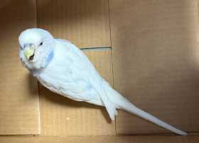 Found Budgerigar