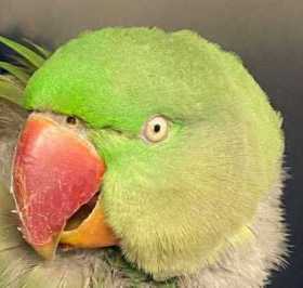 Found Alexandrine