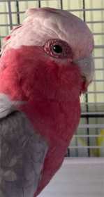 Found Galah Cockatoo