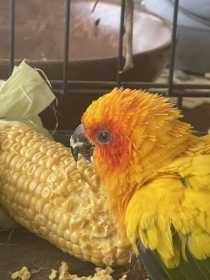 Found Conure