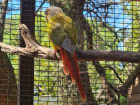 Found Conure