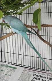 Found Indian Ringneck Parakeet