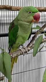 Found Alexandrine