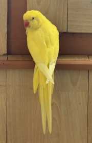 Found Indian Ringneck Parakeet
