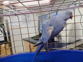Found Indian Ringneck Parakeet