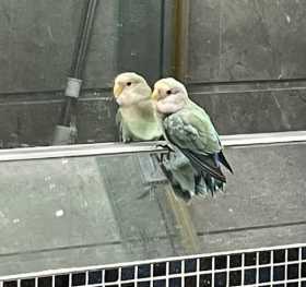 Found Lovebird