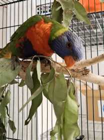 Found Lory / Lorikeet