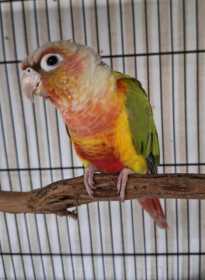 Found Conure