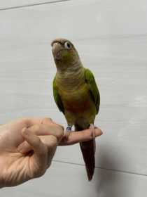 Found Conure