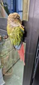 Found Conure