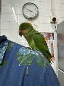 Found Bird / Parrot