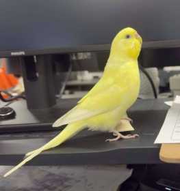 Found Budgerigar