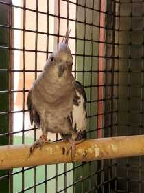 Found Cockatiel