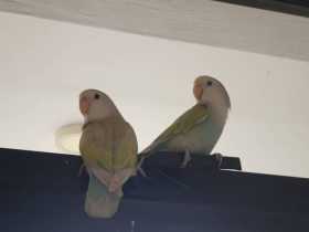 Found Lovebird