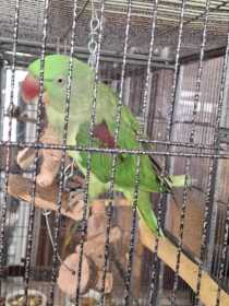 Found Alexandrine
