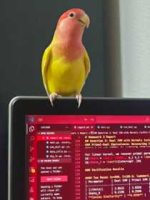 Found Lovebird