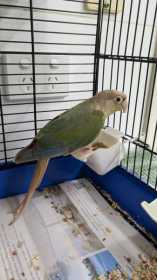 Found Conure