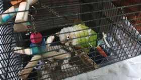Found Conure