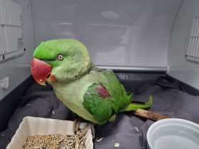 Found Alexandrine