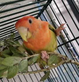 Found Lovebird