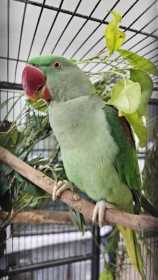 Found Alexandrine