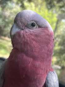 Found Galah Cockatoo
