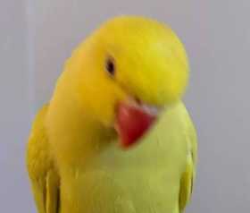 Found Indian Ringneck Parakeet