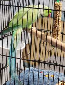 Found Indian Ringneck Parakeet