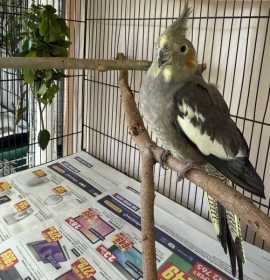 Found Cockatiel