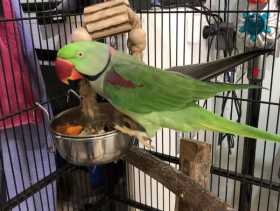 Found Alexandrine