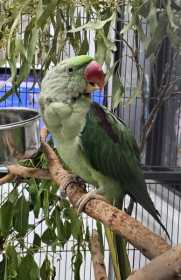 Found Alexandrine