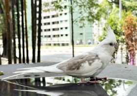 Found Cockatiel